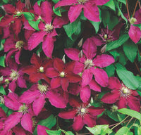 Clematis 'Ernest Markham'