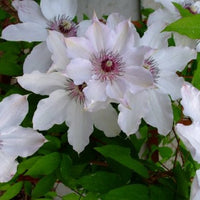 Clematis 'Fair Rosamund' (NEW)