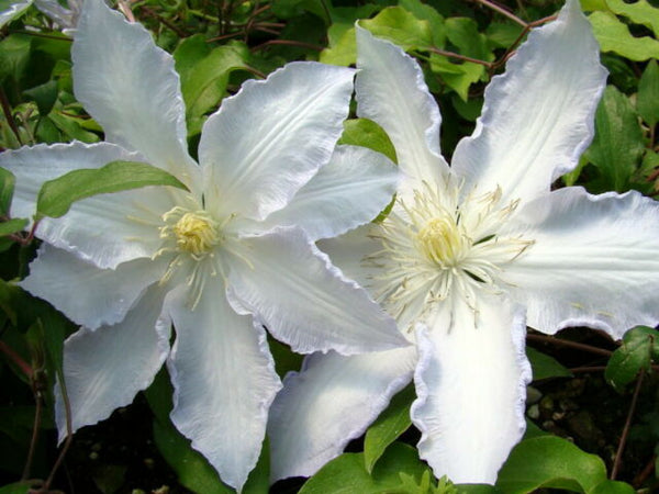 Clematis 'Gillian Blades' (NEW)