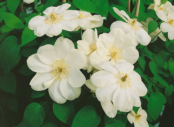 Clematis 'Guernsey Cream' (NEW)