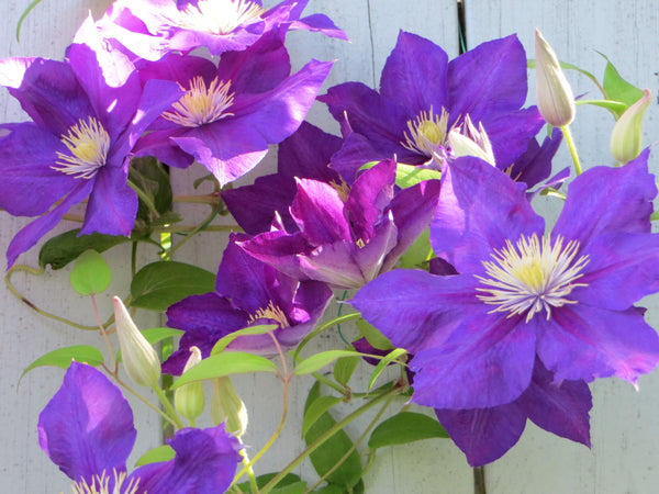 Clematis 'Gypsy Queen'