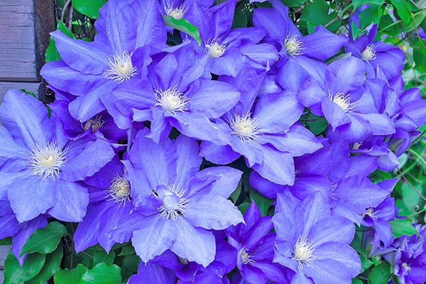 Clematis 'H.F Young' (NEW)