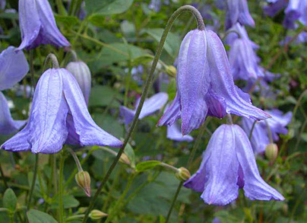 Clematis 'Hanla' (NEW)