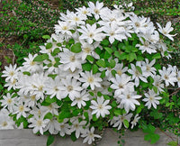 Clematis 'Henryi'