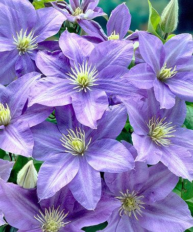 Clematis 'Horn Of Plenty'