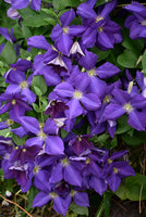 Clematis 'Jackmanii'