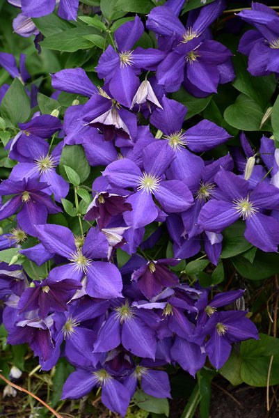 Clematis 'Jackmanii'