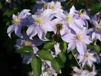 Clematis 'Justa'