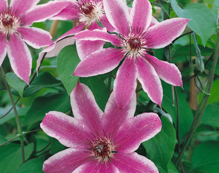 Clematis 'Lincoln Star' (NEW)