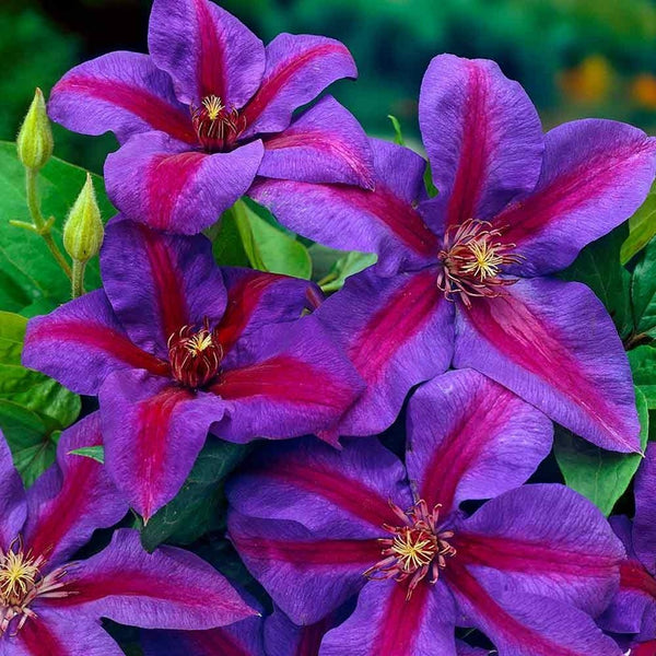 Clematis 'Mrs. N. Thompson'