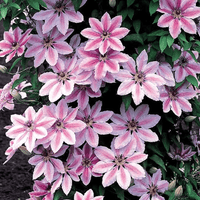 Clematis 'Nelly Moser'