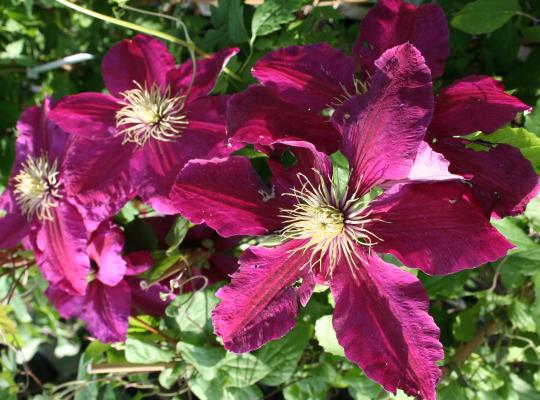 Clematis 'Niobe'