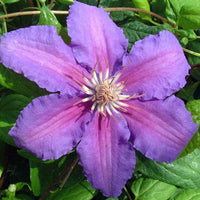 Clematis 'Prince Philip' (NEW)