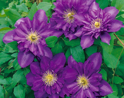 Clematis 'Royalty' (NEW)