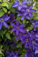 Clematis 'The President'