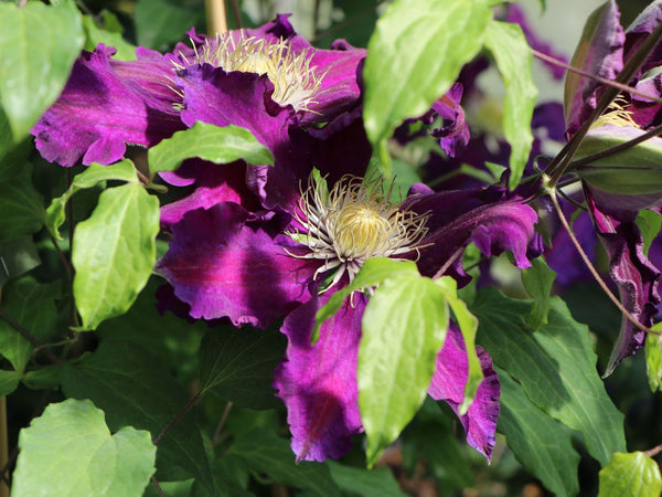 Clematis 'The Vagabond' (NEW)