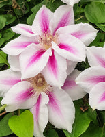 Clematis Vancouver™ ‘Cotton Candy’ (NEW)