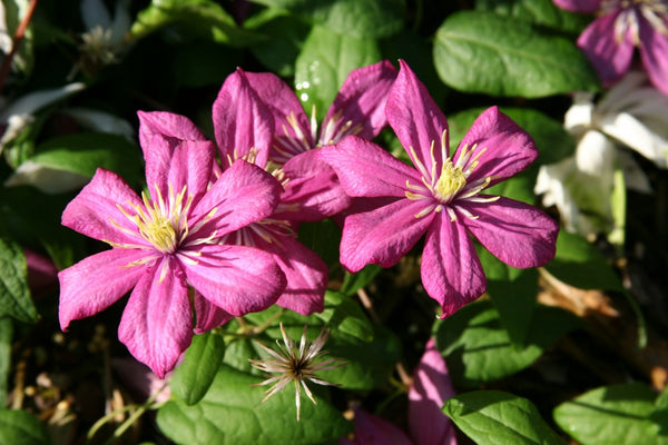 Clematis 'Ville de Lyon'