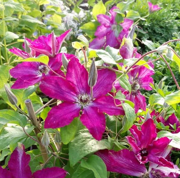 Clematis 'Viva Polonia' PW (NEW)