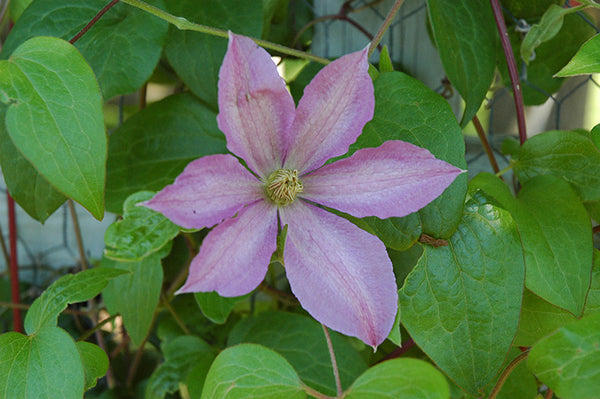 Clematis 'Will Baron' (NEW)