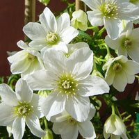 Clematis 'Cartmanii Joe' (NEW)