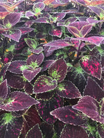 Coleus Solar