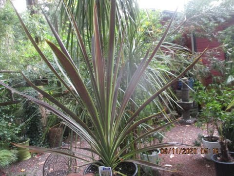 Cordyline austrailis 'Chocolate Mint'