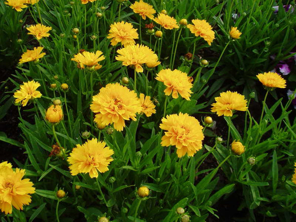 Coreopsis 'Early Sunrise'