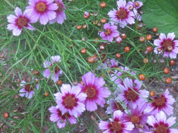 Coreopsis 'Rosea'