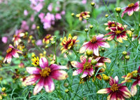 Coreopsis 'Route