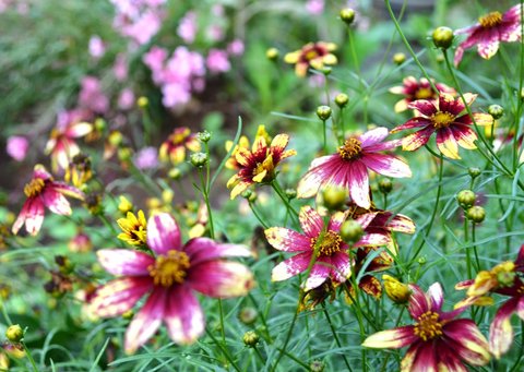 Coreopsis 'Route