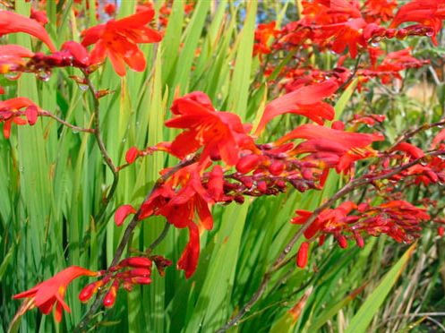 Crocosmia 'Emberglow'