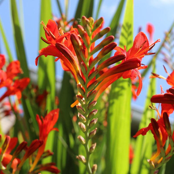 Crocosmia 'Lucifer'