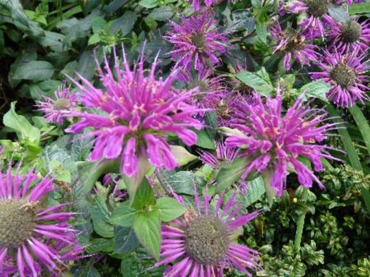 Monarda 'Prairie Night'