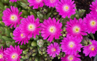 Delosperma 'Jewel of Desert Opal'