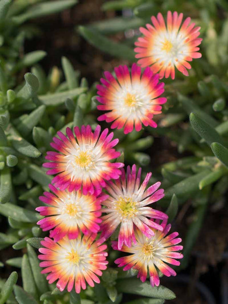 Delosperma 'Jewel of Desert Ruby'