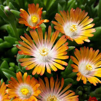 Delosperma 'Jewel of Desert Topaz'