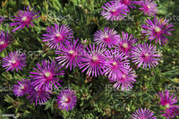 Delosperma cooperi