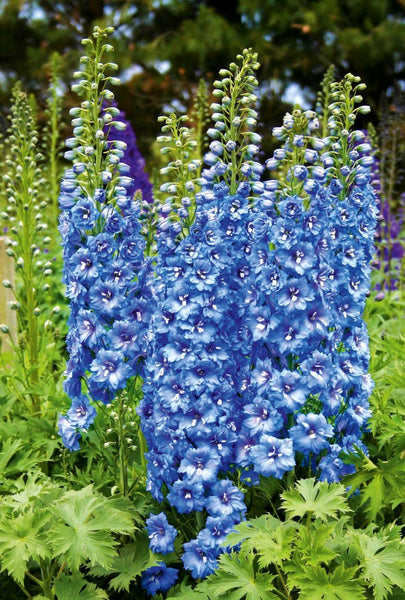 Delphinium NZ 'Blue Lace'