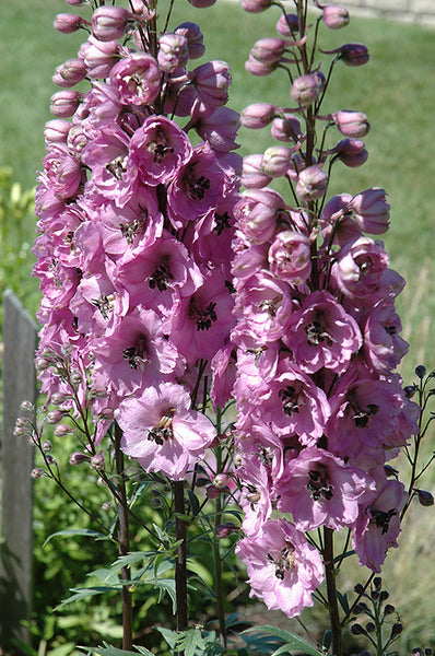 Delphinium NZ 'Dusky Maiden'