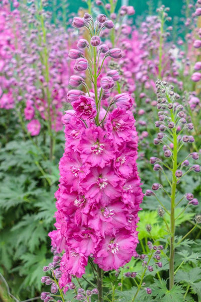 Delphinium NZ 'Pink Punch'