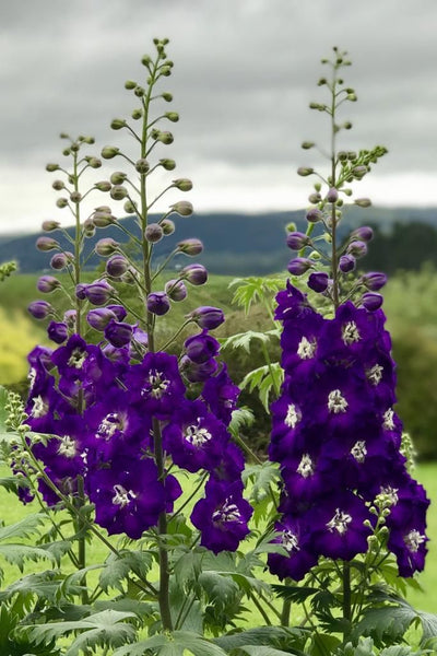 Delphinium NZ 'Purple Passion'