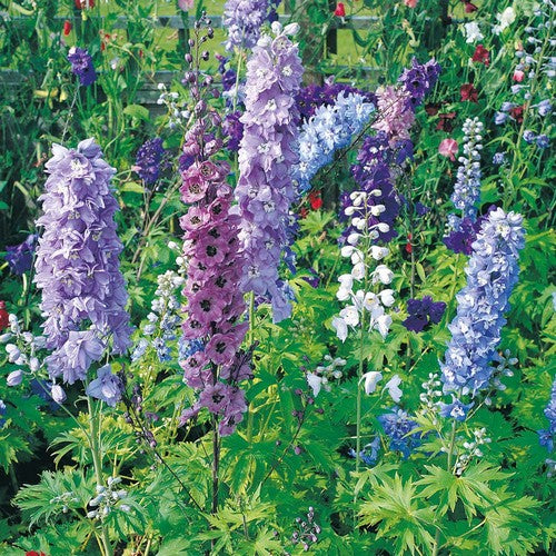 Delphinium 'Magic Fountains Mix'