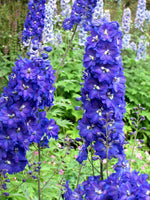 Delphinium 'Pacific Giant 'Blue Bird'