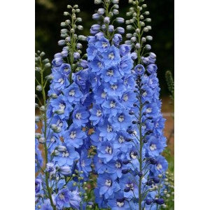 Delphinium 'Pacific Giant 'Guinevere'