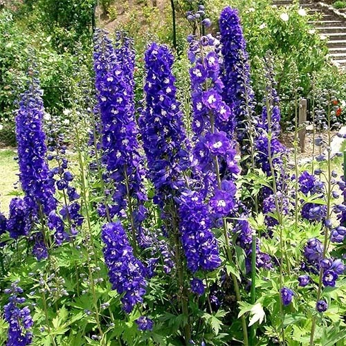 Delphinium 'Pacific Giant 'King Arthur'