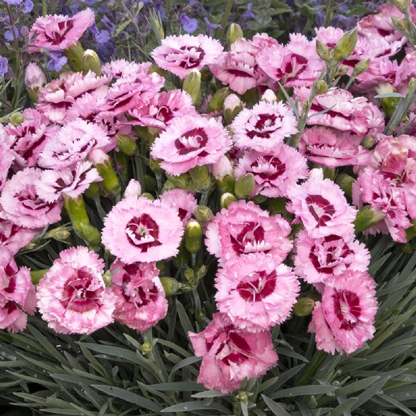 Dianthus 'Raspberry Surprise'