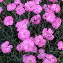 Dianthus 'Tiny Rubies'