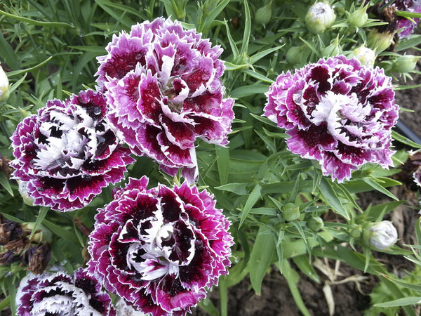 Dianthus 'Velvet 'n Lace'