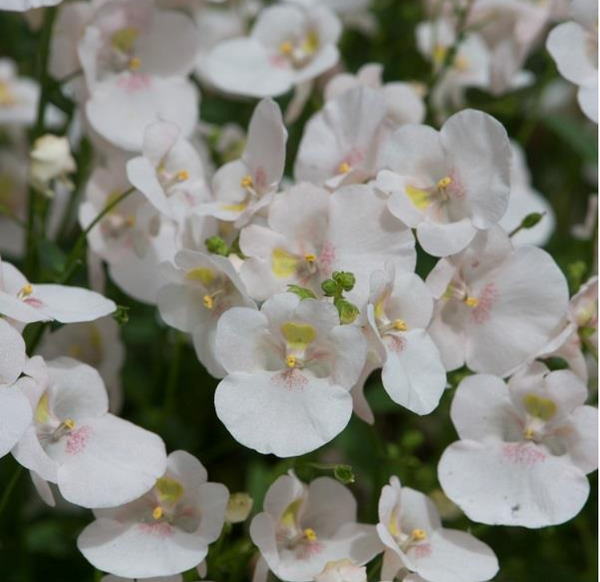 Diascia White